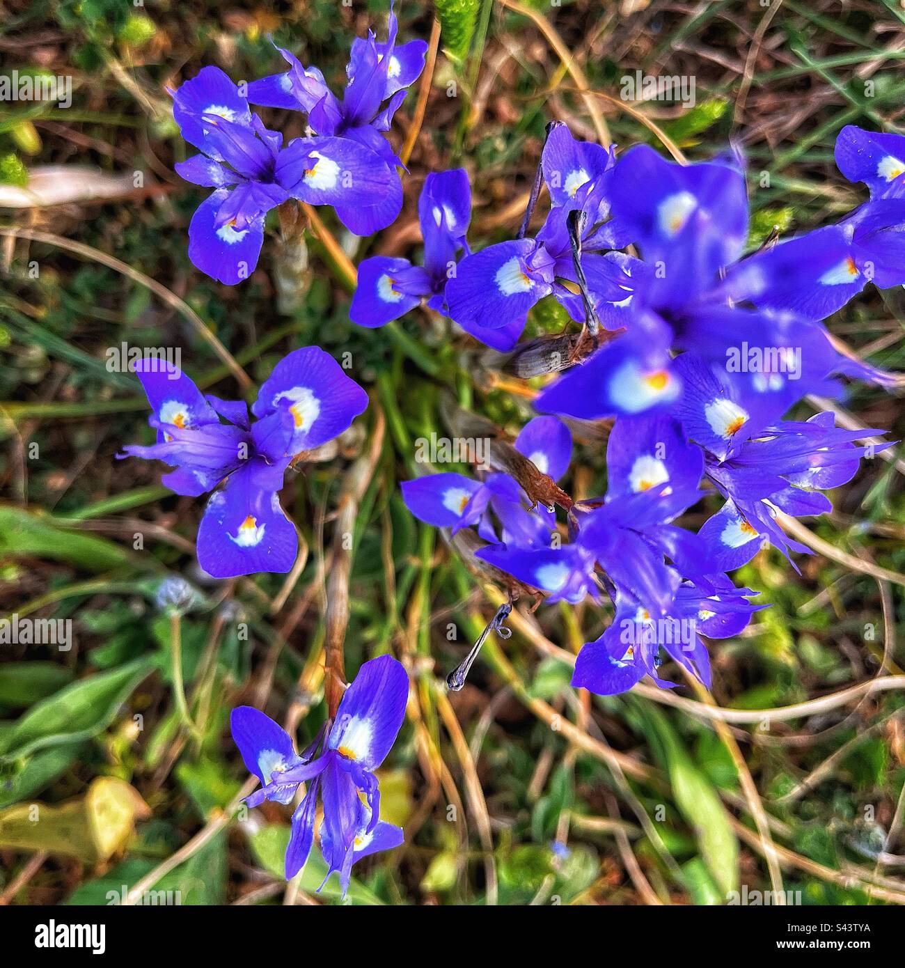 Barbary Nut oder Moraea sisyrinchium ist eine kleine Iris, die unter einem Baum an einem Küstenpfad in Alcudia, Mallorca, wild wächst Stockfoto