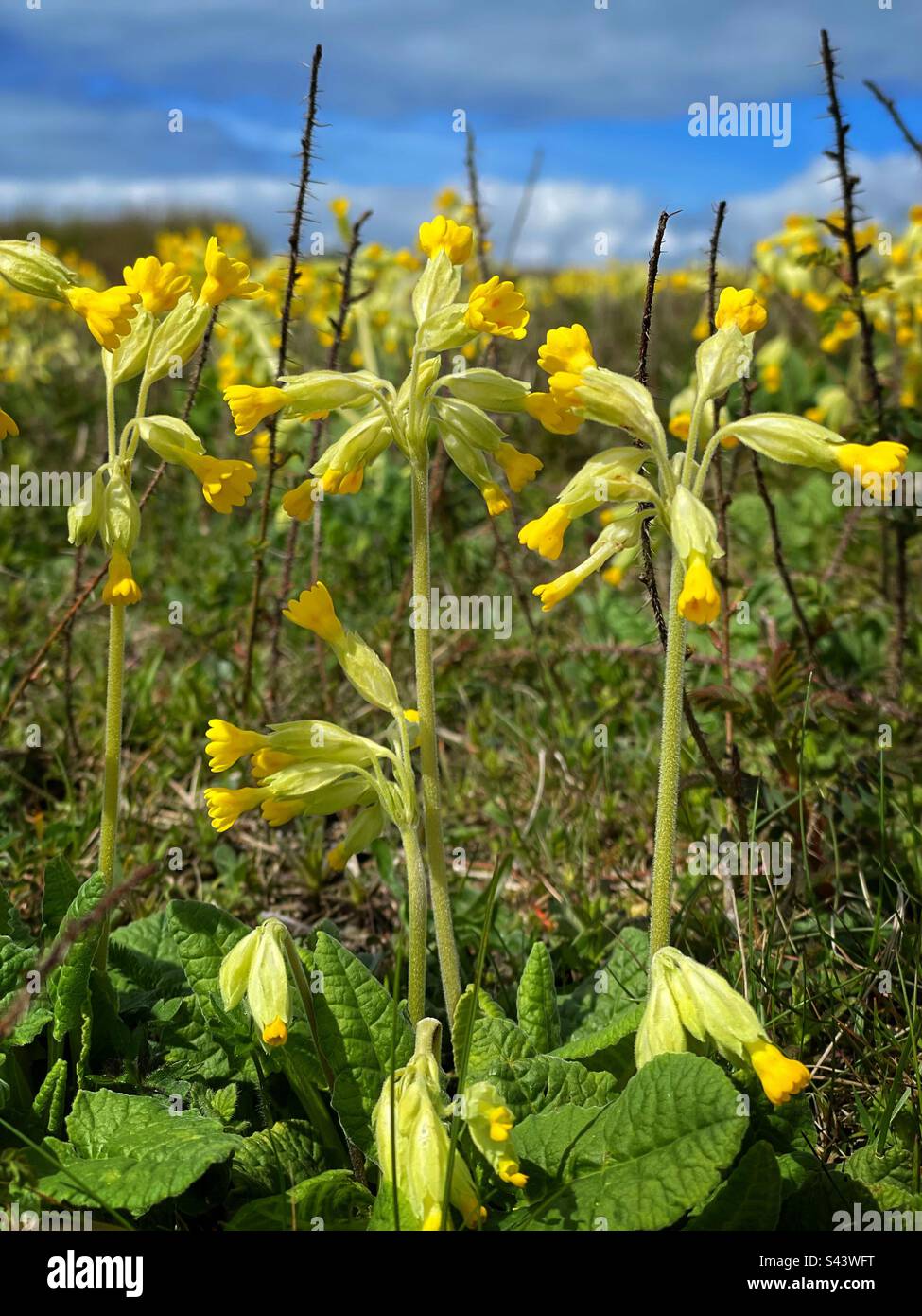 Cowslips (Primula veris), die Anfang Mai in Südwales angebaut werden. Stockfoto