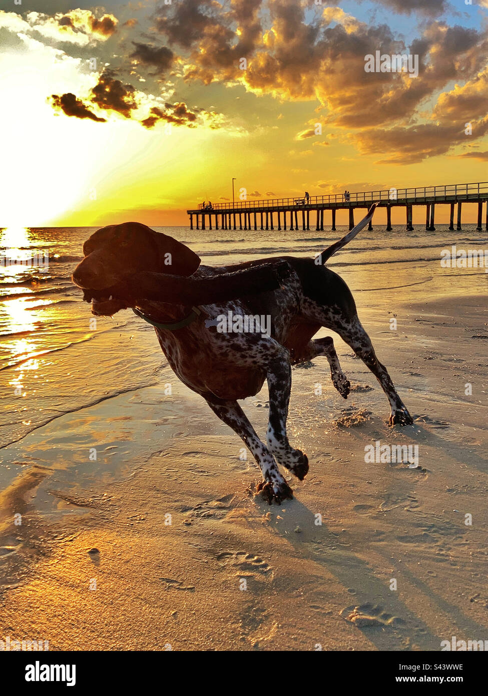 Deutscher Pointer Dog am Seaford Beach bei Sonnenuntergang Victoria Australia Stockfoto