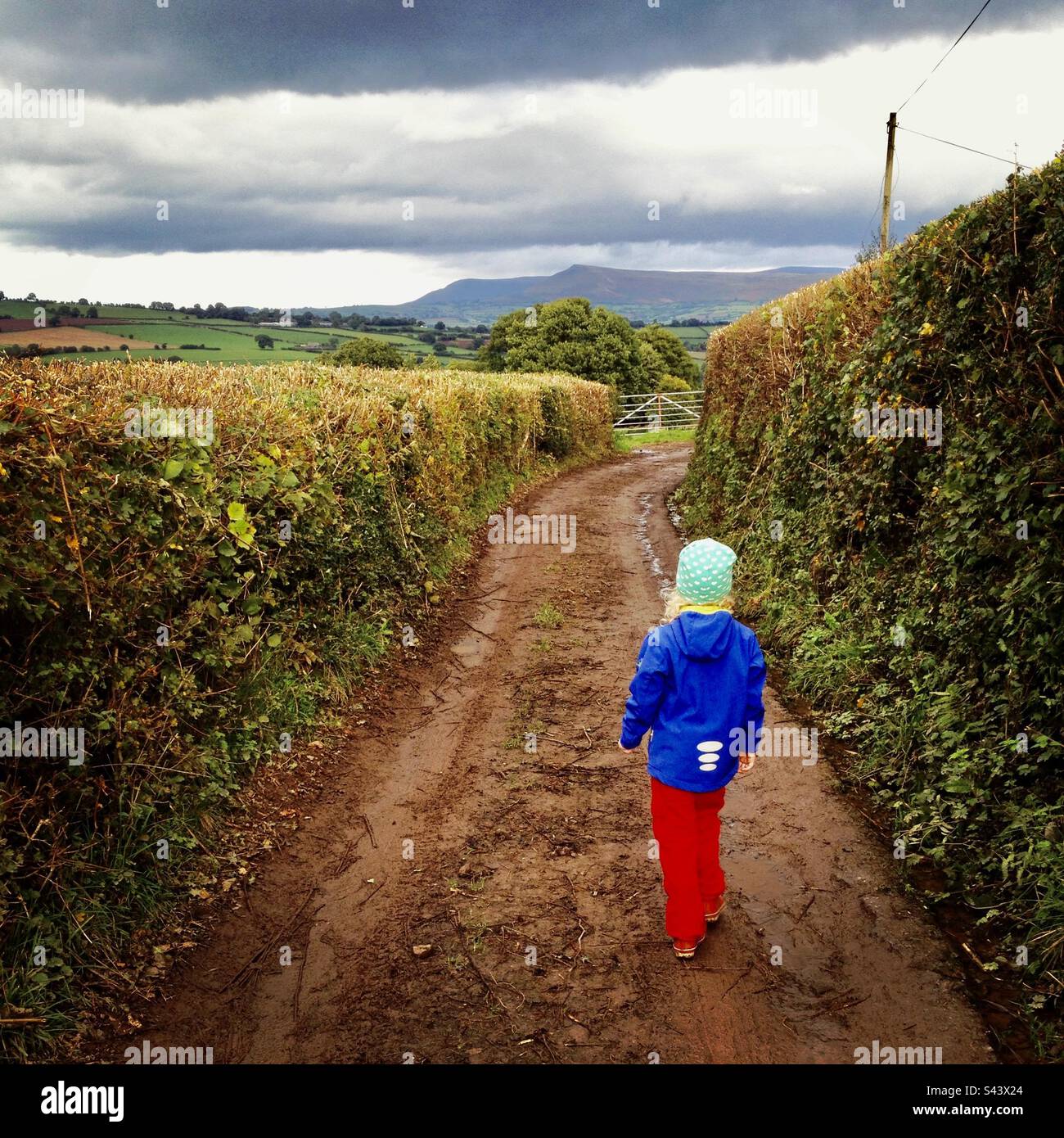 Ein junges 4-jähriges Mädchen geht auf einer traditionellen, schlammigen Landstraße zwischen hohen Hecken durch die walisische britische Landschaft Stockfoto