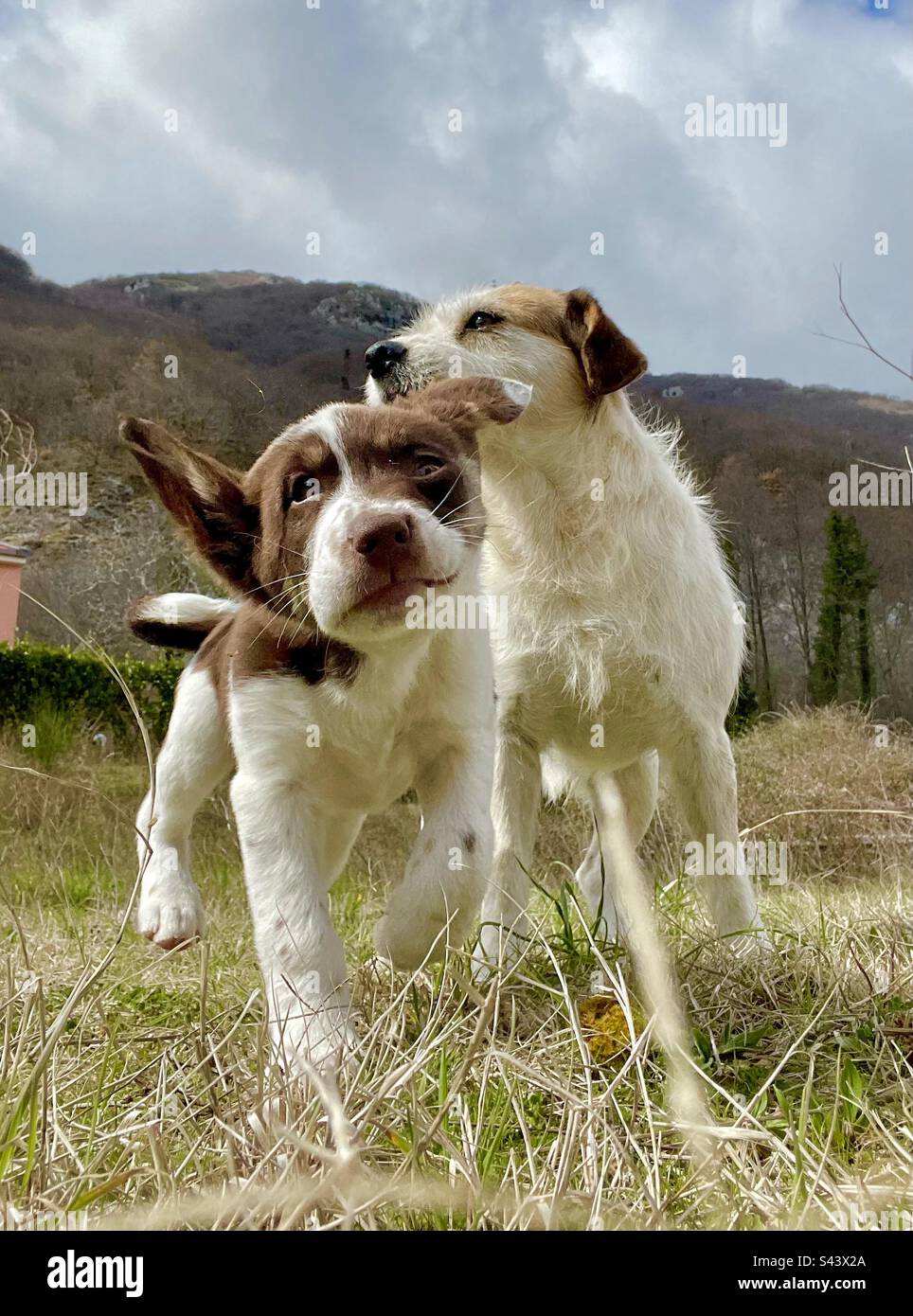 Spielzeit Hündchen und Hund Stockfoto