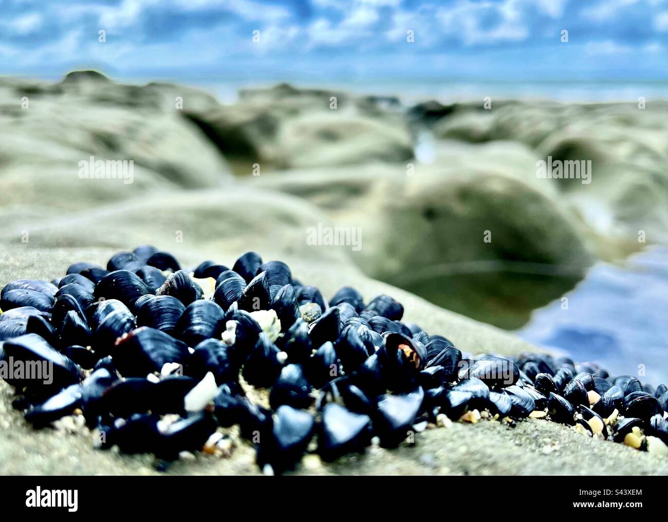 Muscheln auf den Felsen bei Ebbe, Long Bay Reserve, Neuseeland Stockfoto