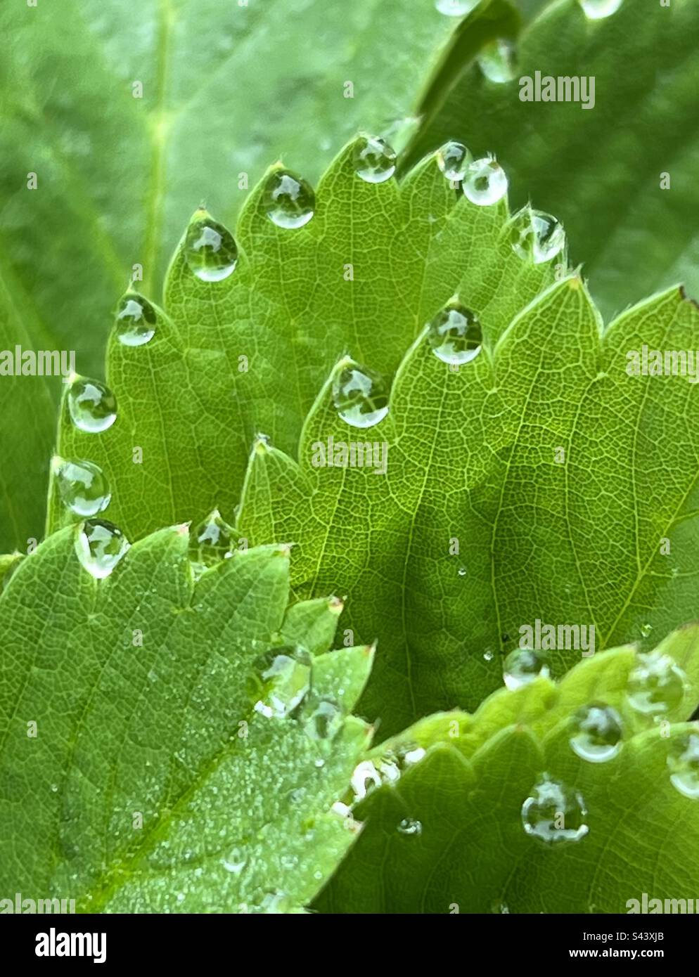 Twy Leaves aus der Nähe Stockfoto