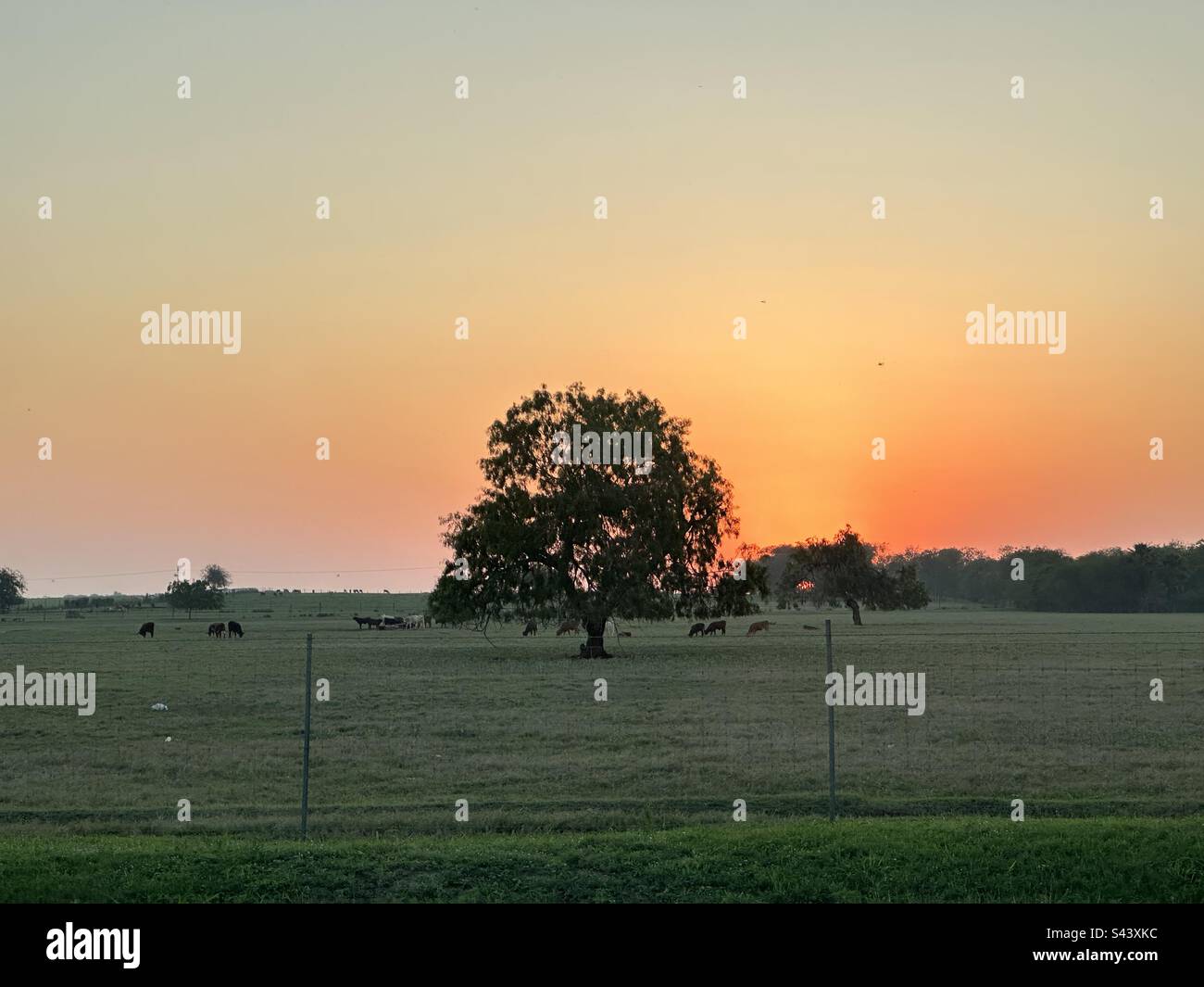 Sonnenuntergang in Texas Stockfoto
