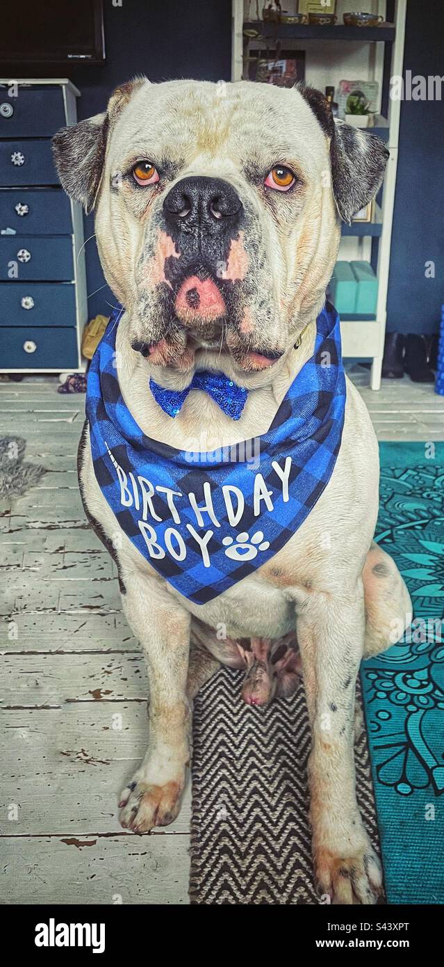 Ein Hund feiert seinen Geburtstag Stockfoto