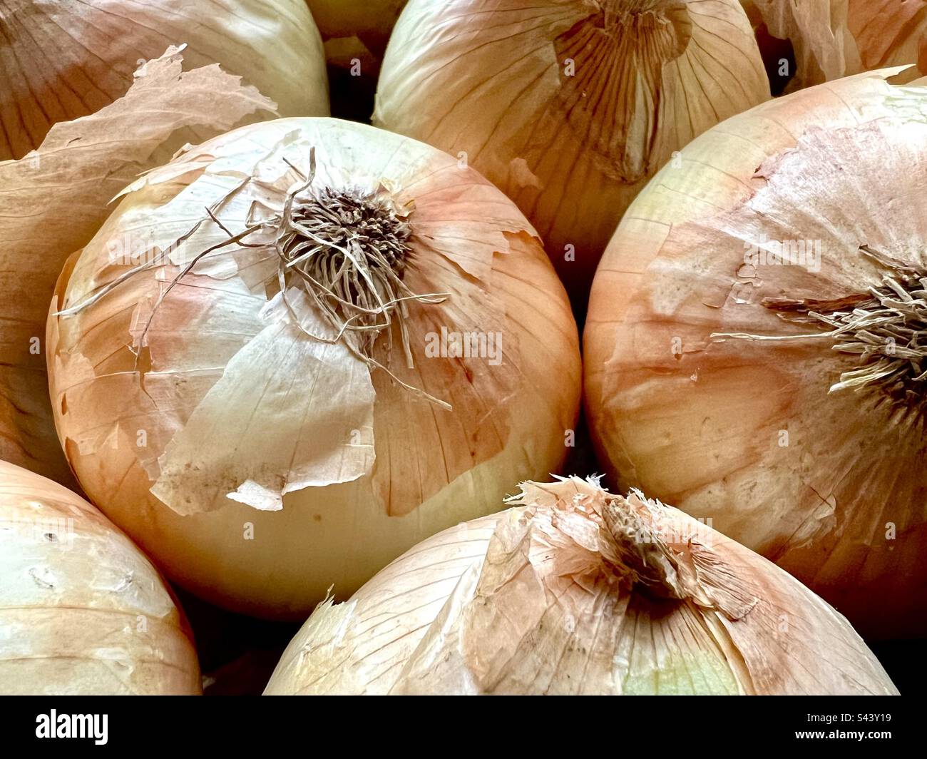Vollbild mit gelben Zwiebeln Stockfoto