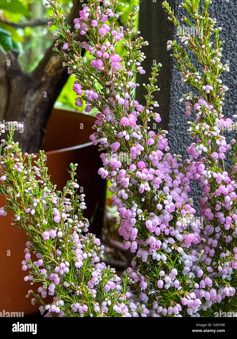 Nahaufnahme der rosafarbenen, glockenartigen Blüten von Heath, auch bekannt als Erica melanthera Ruby Shepherd, ein Strauch, der im Herbst und Winter an schwarzen Wänden und Topfpflanzen blüht. Wintergartenfarbe. Stockfoto