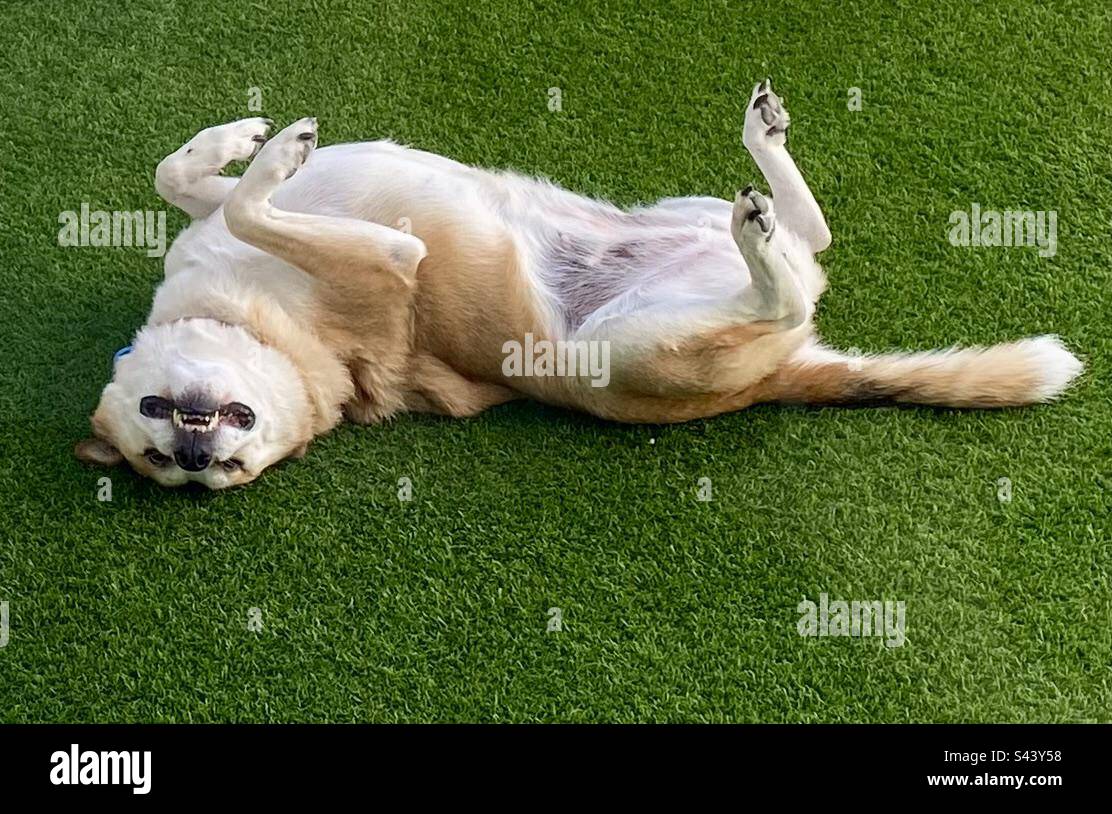 Der Hund rollt auf falschem Gras Stockfoto