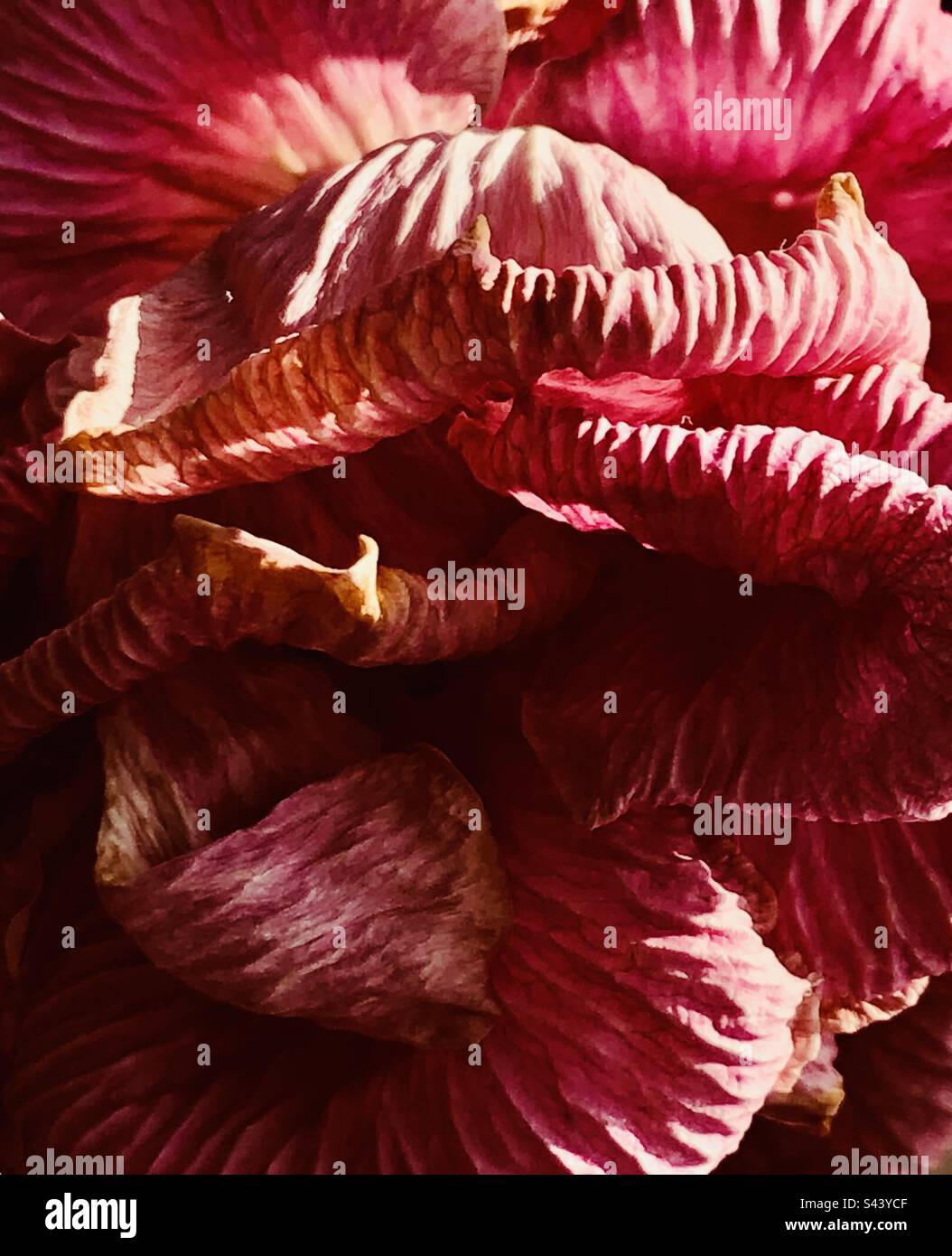 Zerknitterte Rose - Smartphone-aufgenommenes Stockfoto