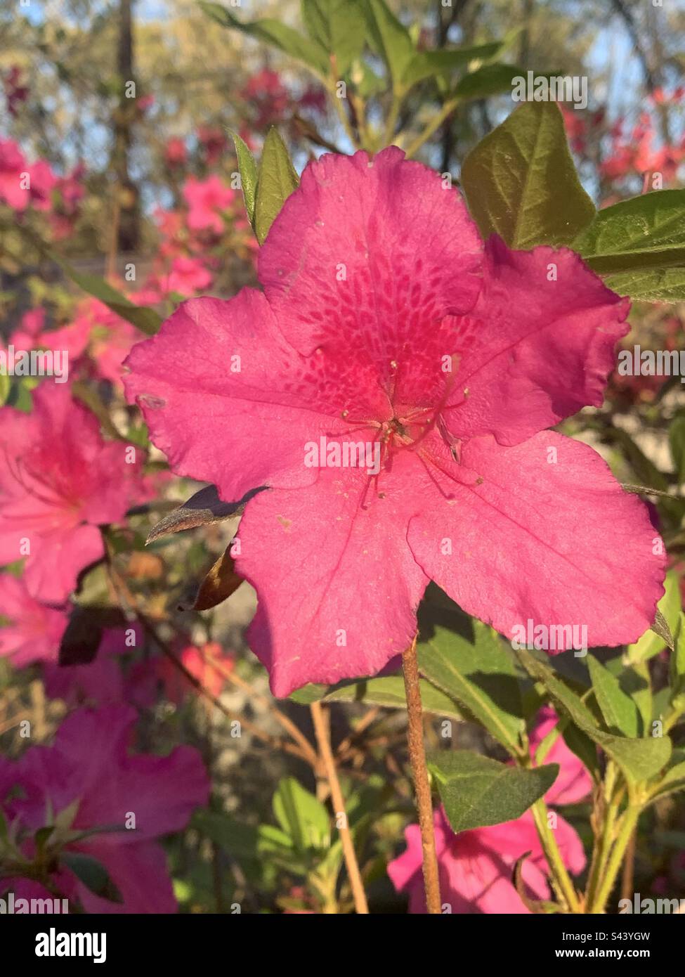 Wunderschöne pinke Azaleen Stockfoto