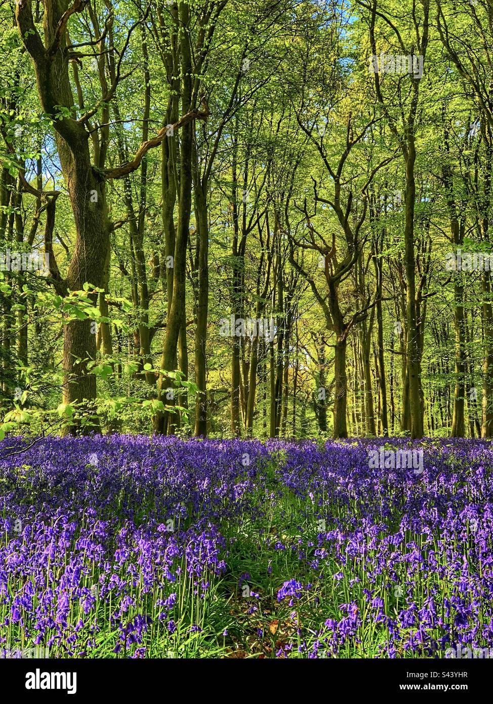 Blauflächen unter Buchenbäumen in der Morgensonne bei Winchester Hampshire, Großbritannien Stockfoto