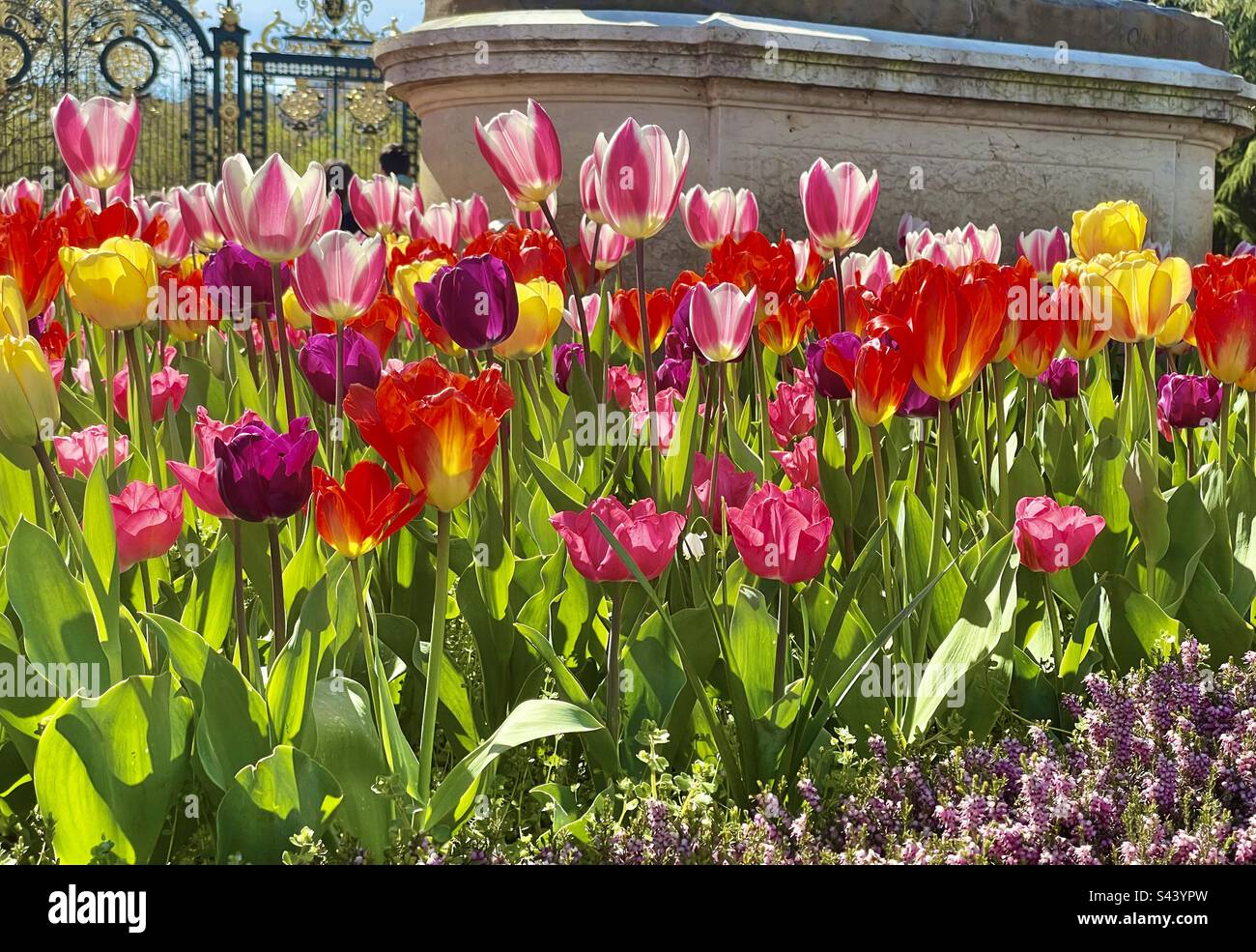 Sonnenschein-Tulpen Stockfoto