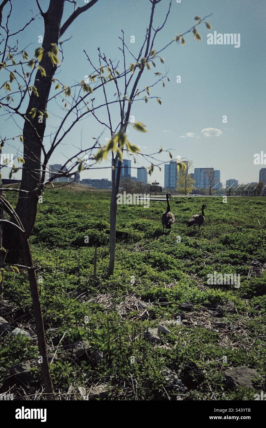 Gänse laufen im Gras Stockfoto