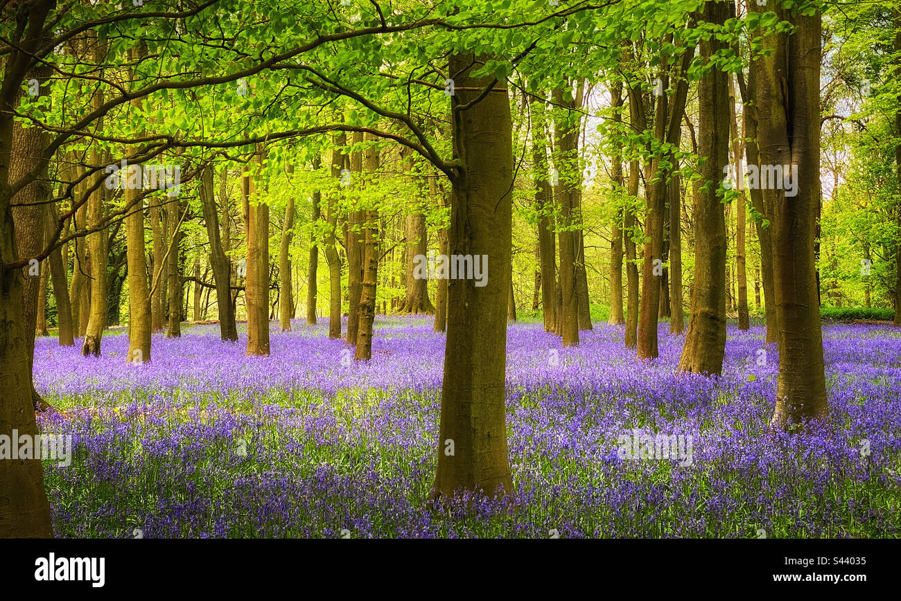 Ein ikonischer Blick auf die Landschaft im Frühling. Die Wälder und Teppiche von Blüten (Hyacinthode non-Scripta) kündigen das Ende des Winters an. Ein gutes Bild. Foto ©️ COLIN HOSKINS. Stockfoto