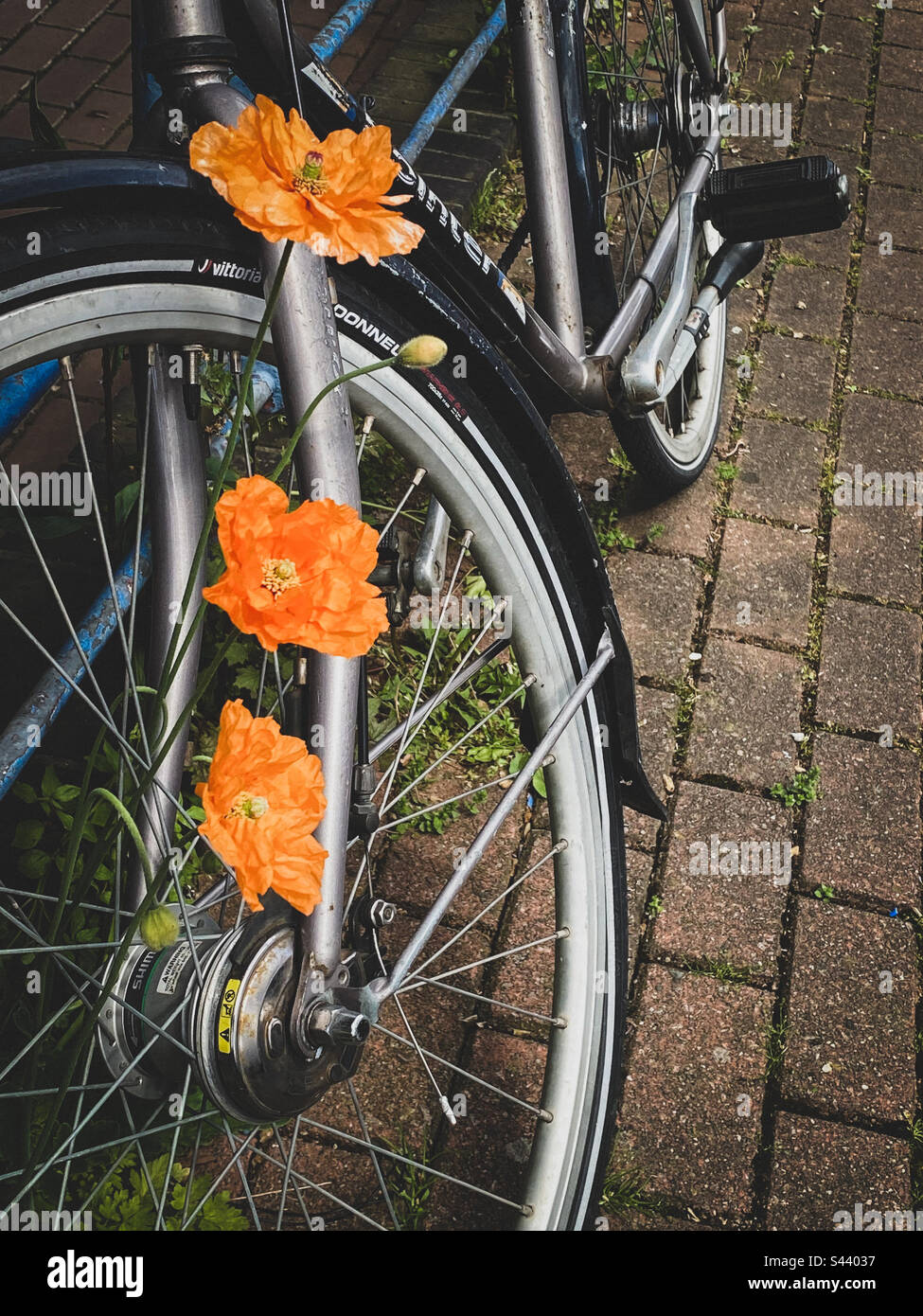 Ein Fahrrad mit Orangenblumen, die durch das Rad wachsen - Smartphone-aufgenommenes Stockfoto