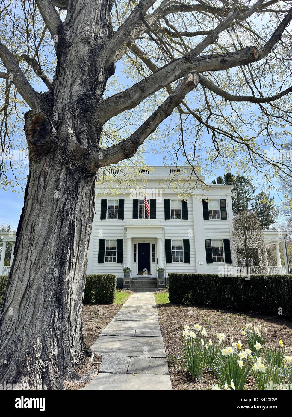 Old Lyme, Connecticut, USA: Wunderschönes altes weißes Haus mit großem Baum davor. Auf dem Weg zum Haus sind Narzissen. 1830 erbaut. Stockfoto