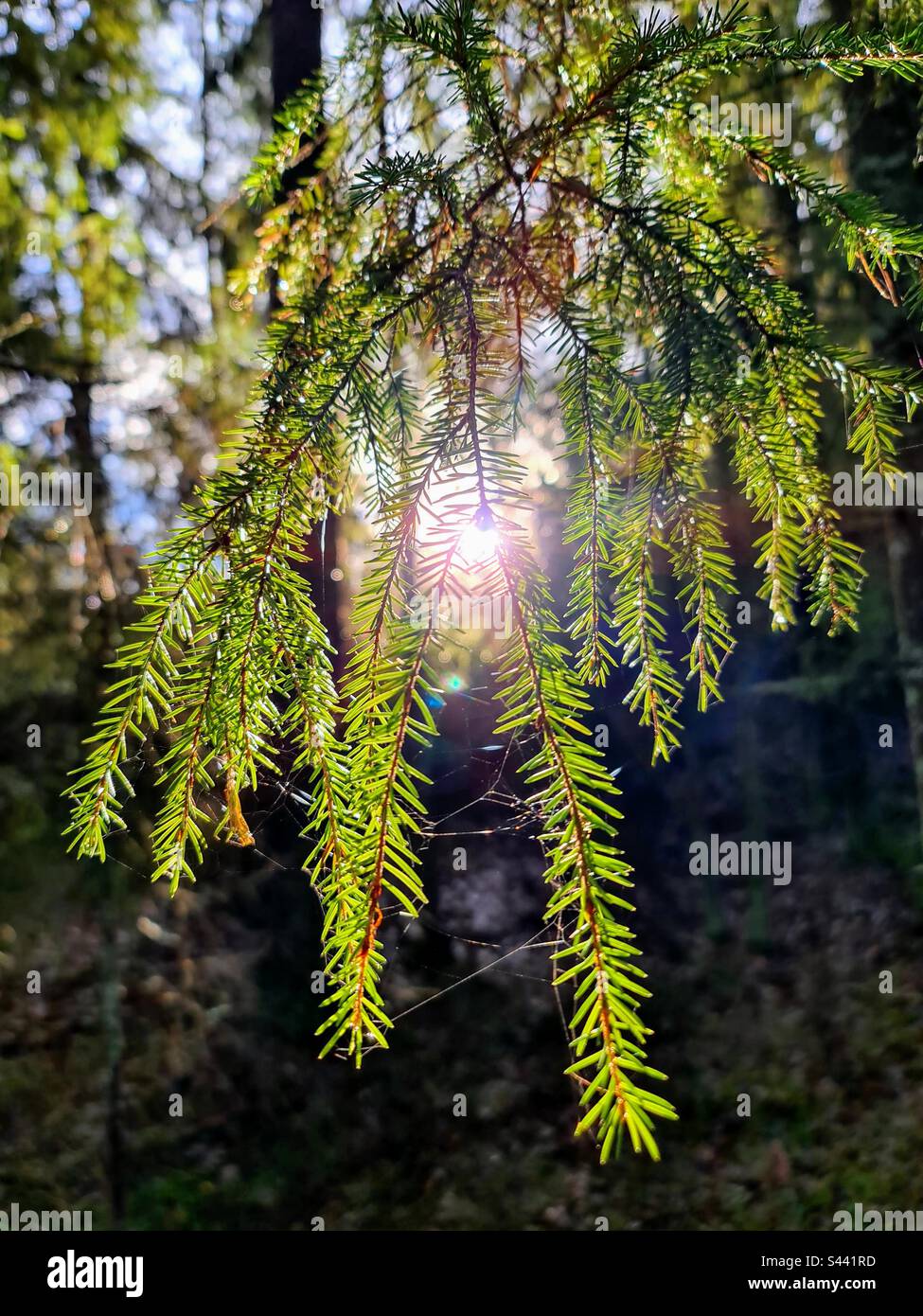 Sanft ruhige Nahaufnahme des grünen Fichtenzweigs mit Sonne auf dem Hintergrund, sichtbar durch die Nadeln - Smartphone-aufgenommenes Stockfoto