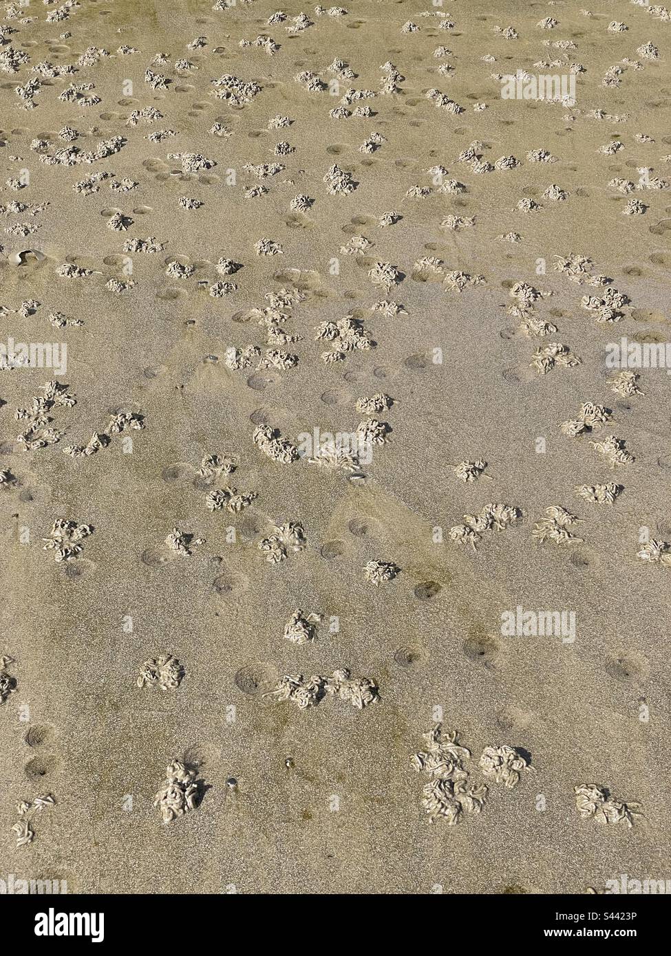 Ausgießungen und Blaslöcher von Lugworm (Arenicola Marina) an einem walisischen Strand. Stockfoto