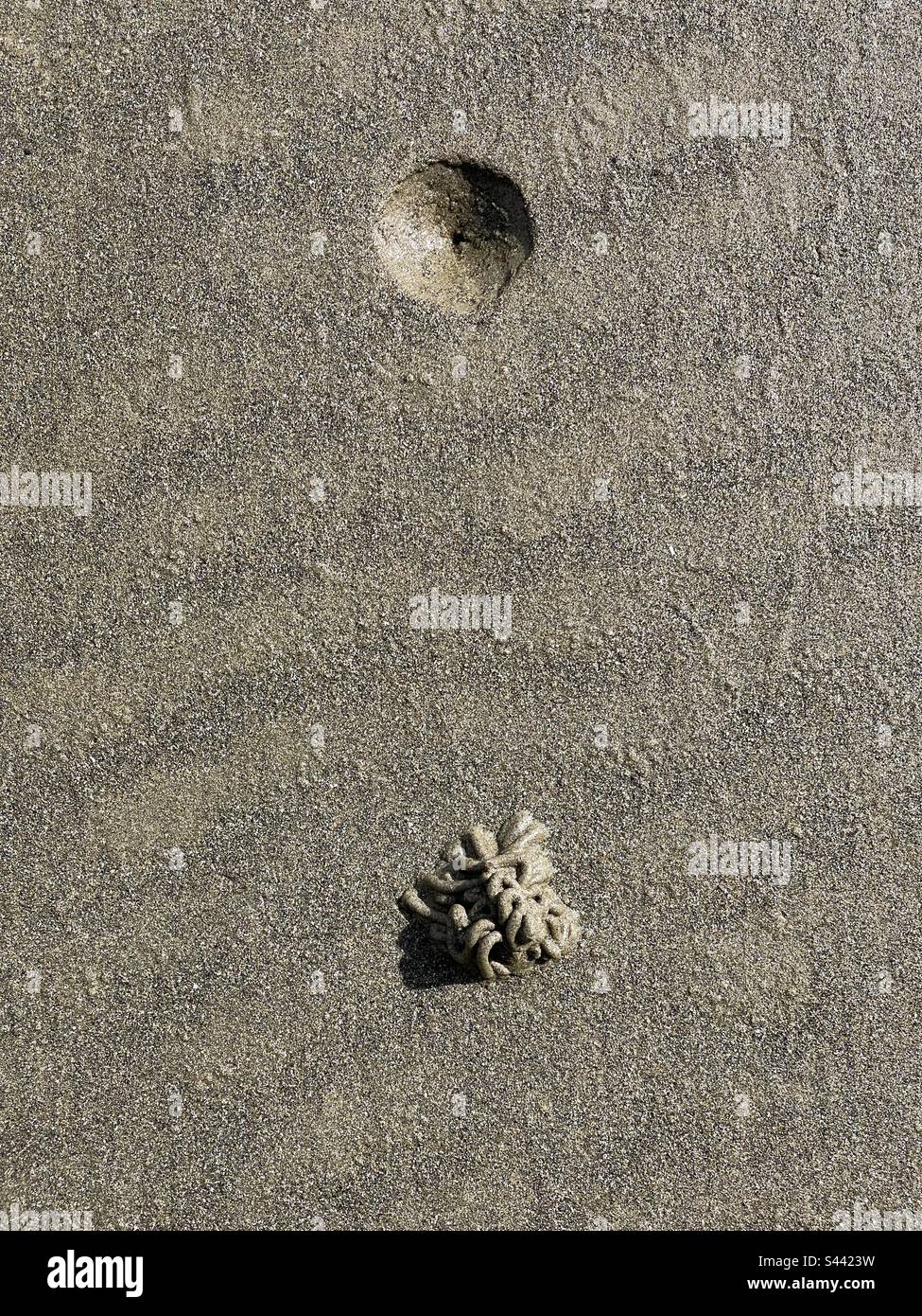 Wurmguss und Blasloch eines Löffelwurms (Arenicola Marina) an einem walisischen Sandstrand. Stockfoto