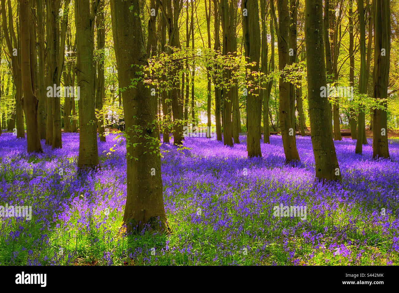 Eine ikonische britische Waldszene Ende April und Anfang Mai - die Teppiche blühender Blauglocken (Hyacinthodes non-Scripta). Ein gutes Bild. Foto ©️ COLIN HOSKINS. - Smartphone-aufgenommenes Stockfoto