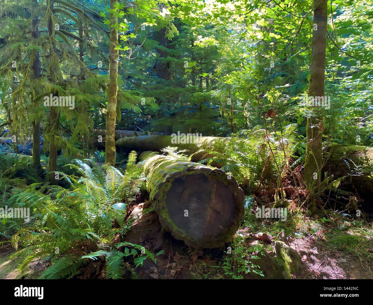 Cathedral Grove auf Vancouver Island - Smartphone-aufgenommenes Stockfoto
