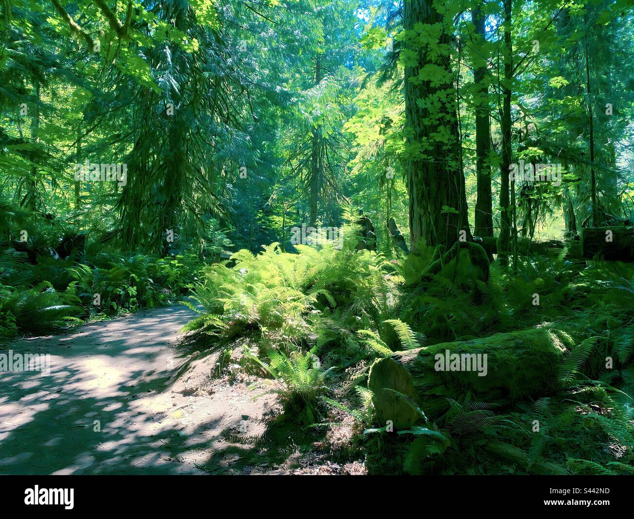Cathedral Grove auf Vancouver Island - Smartphone-aufgenommenes Stockfoto