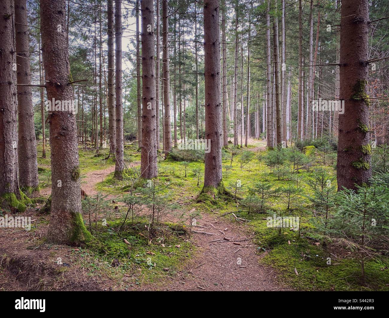 Wald mit grünem Moos und Kiefern im Süden Münchens. Stockfoto