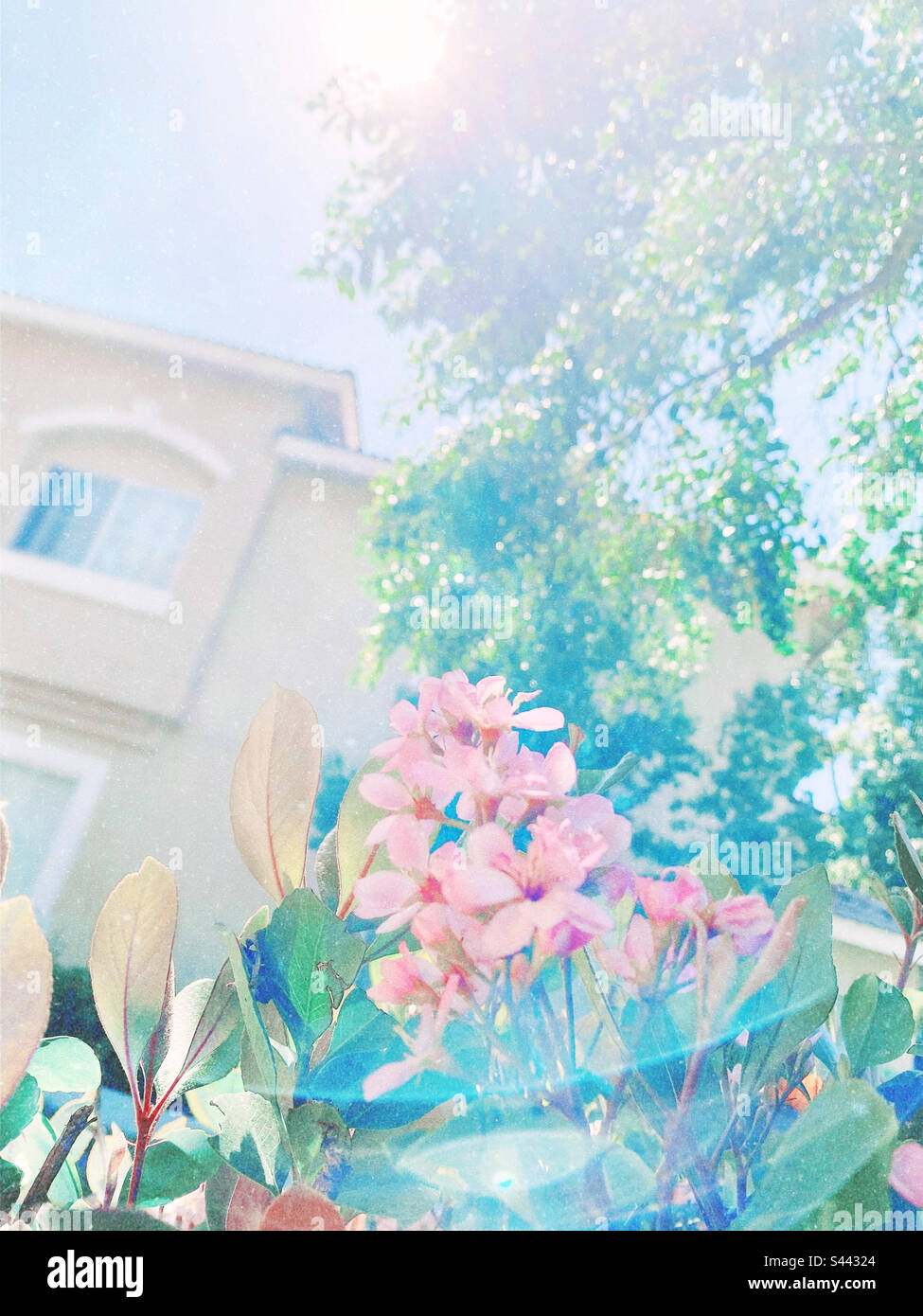 Der süßeste Frühling, gefangen in einem bunten Traum - Smartphone-aufgenommenes Stockfoto