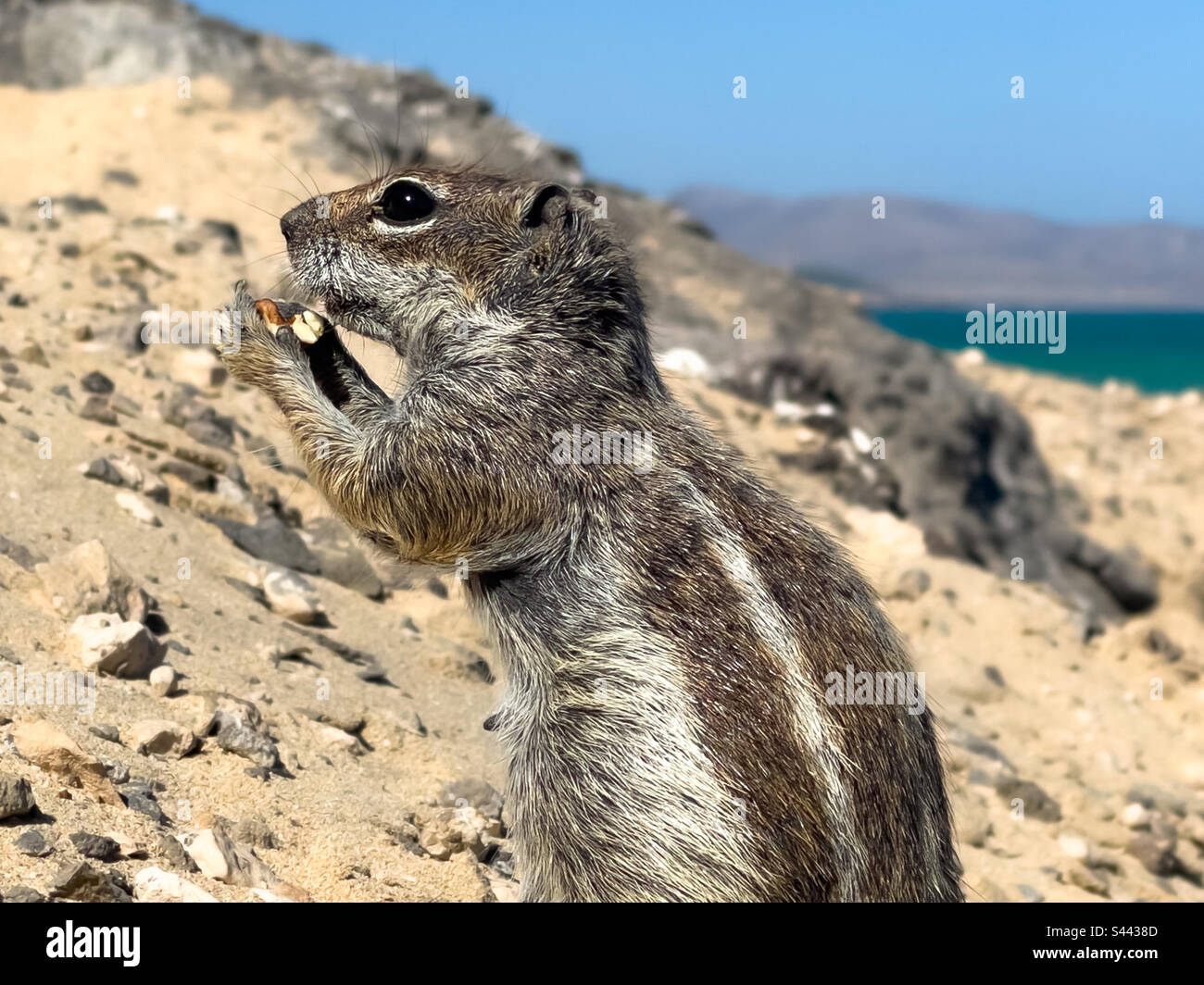 Barbary Ground Eichhörnchen, Costa Calma, Fuerteventura. Aus Marokko eingeführte invasive Arten - Smartphone-aufgenommenes Stockfoto