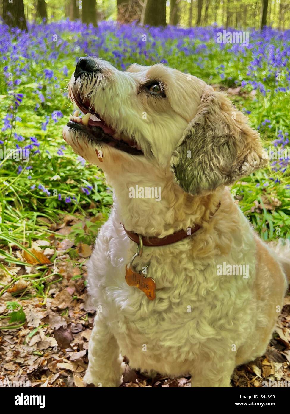 Nahaufnahme eines Cavapoo-Tierhundes vor wilden Blauen Glocken im englischen Wald im Frühling Stockfoto