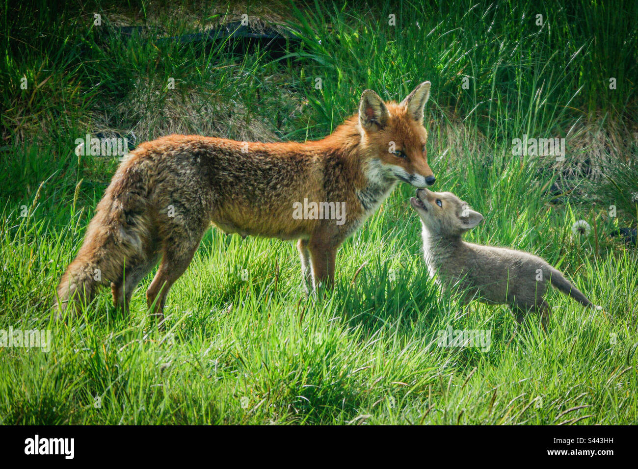 Stadtfüchse: Eine Wifene und ihr Fuchsjunge spielen in einem Vorstadtgarten in Clarkston, Schottland Stockfoto