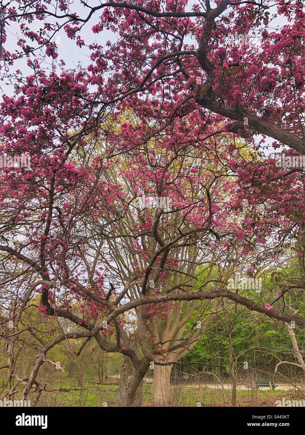 Bäume blühen im Frühling. Stockfoto