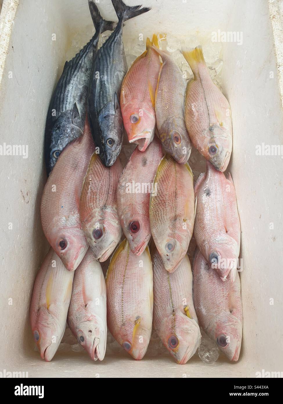 Ein Eimer Fisch vom Morgenfang Stockfoto