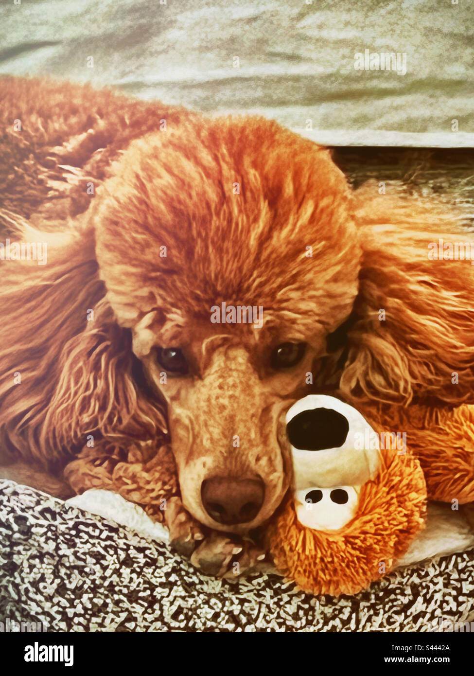 Nahaufnahme eines roten Miniaturpudels mit passendem Teddybär, der auf dem Bett liegt und in die Kamera schaut Stockfoto