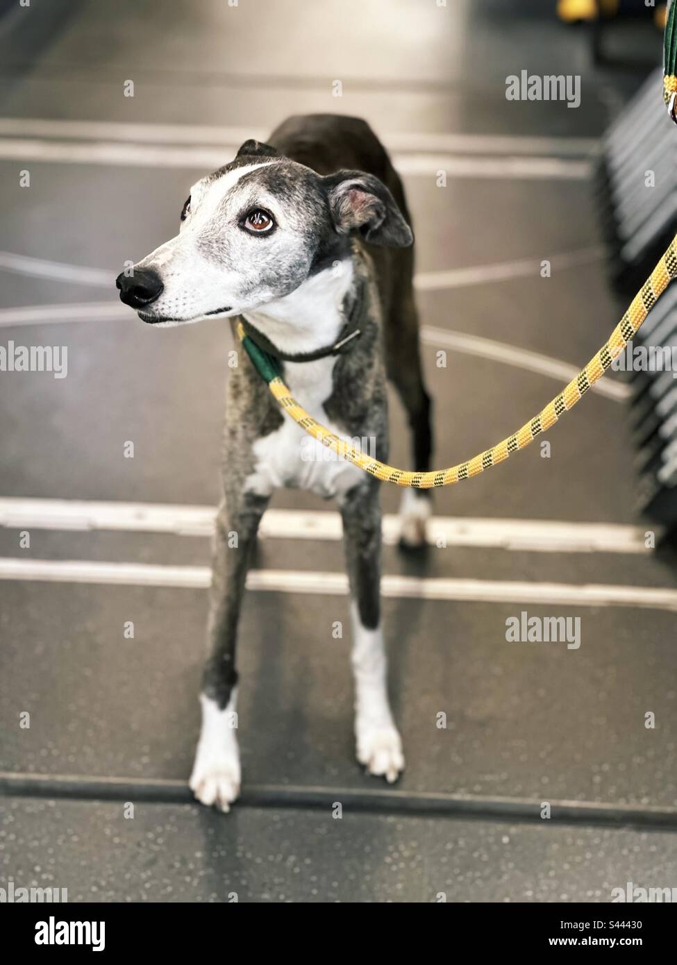 Süße Hundefreunde fahren mit öffentlichen Verkehrsmitteln Stockfoto