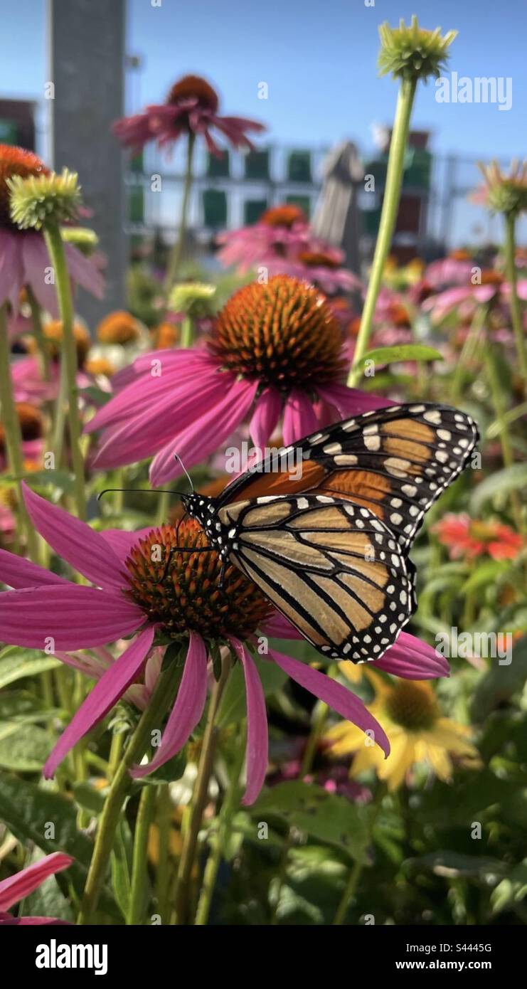 Der wunderschöne Monarch-Schmetterling auf dem Nadelsonnenhimmel Stockfoto