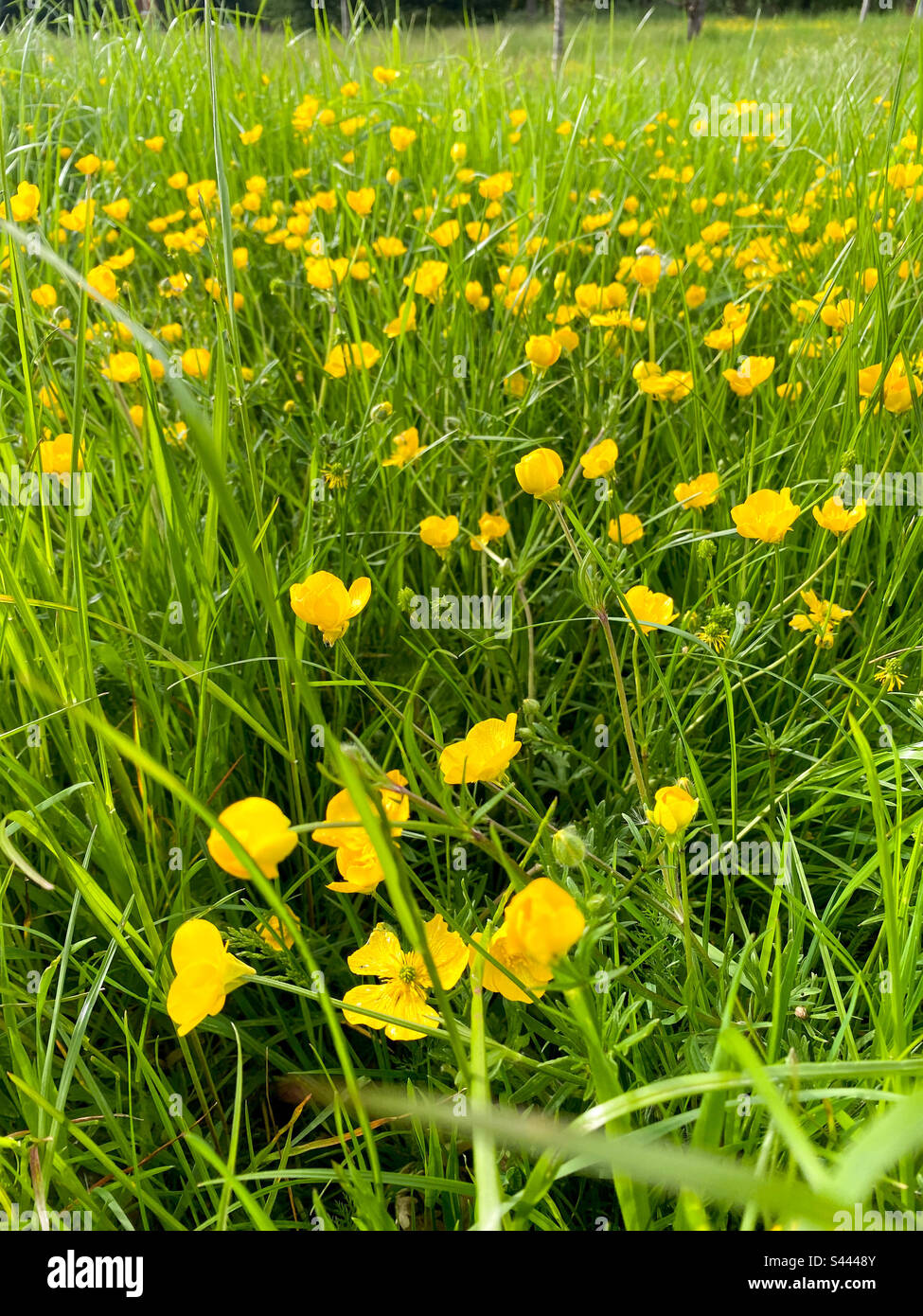 Eine Fläche, auf der Dörfer mit langem Gras und Butterblumen wachsen können. Stockfoto