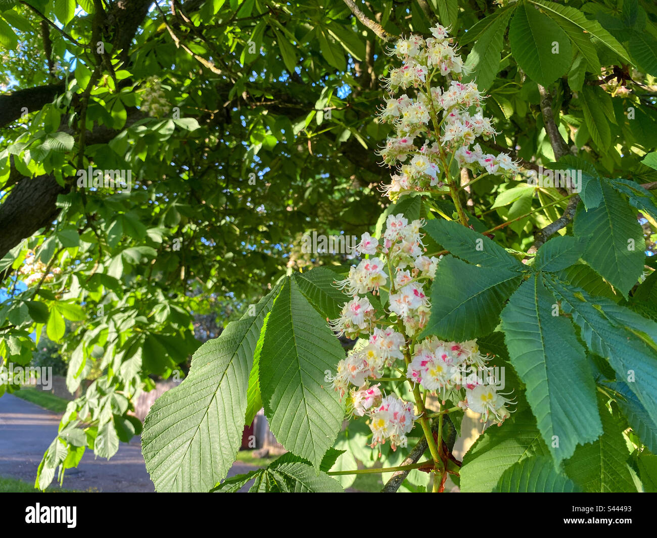 Blumen auf einem Kastanienbaum Stockfoto