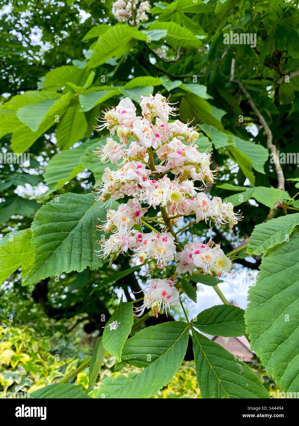 Blumen auf einem Kastanienbaum. Stockfoto