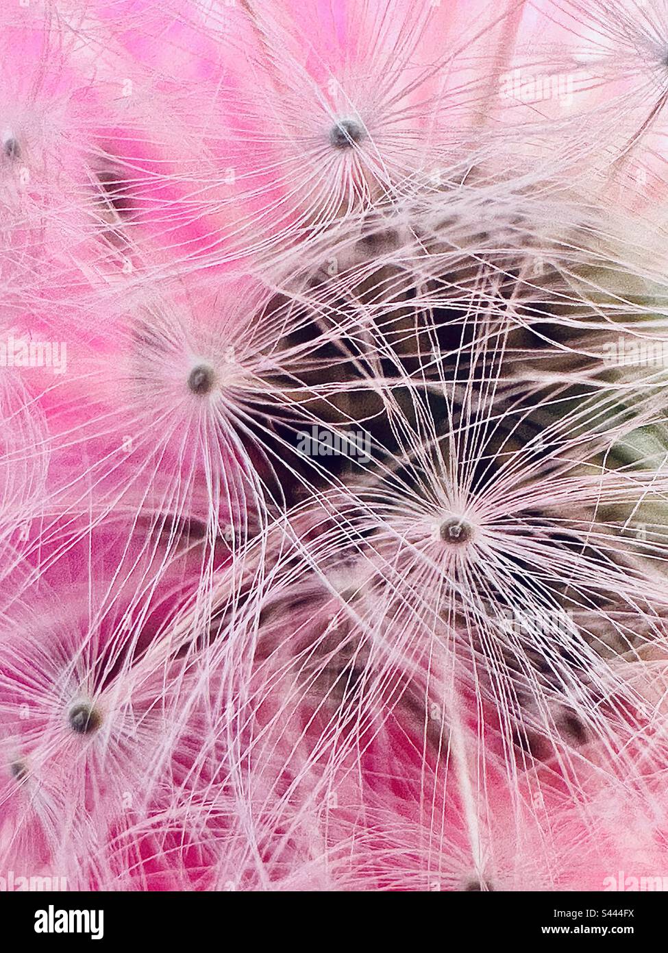 Löwenzahn auf pinkfarbenem Hintergrund - Smartphone-aufgenommenes Stockfoto