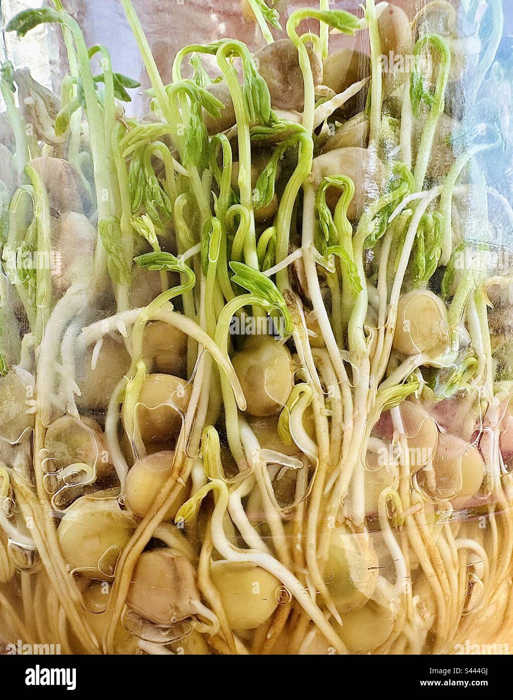 Linsensprossen in einem Glasgefäß - Smartphone-aufgenommenes Stockfoto