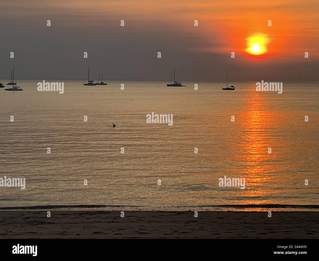 Bei Sonnenuntergang schwimmen Haie am Strand in Fannie Bay im Darwin Northern Territory Australia 20230510 Stockfoto