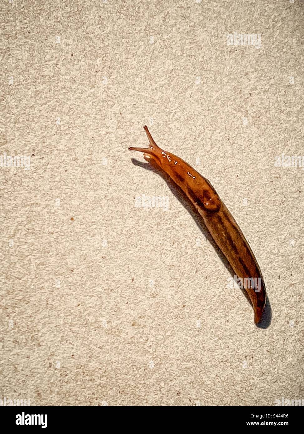 Obdachlose Schnecke. Schnecke ohne Schale. Großer Winkel der Kugel auf der Fliese. - Smartphone-aufgenommenes Stockfoto