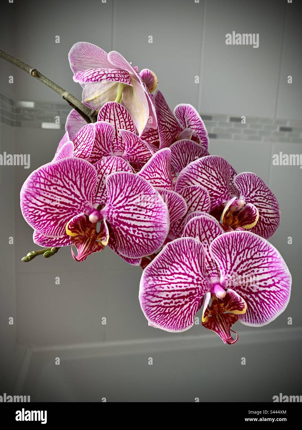 Orchidee, Pflanze, Hauspflanze. Stockfoto