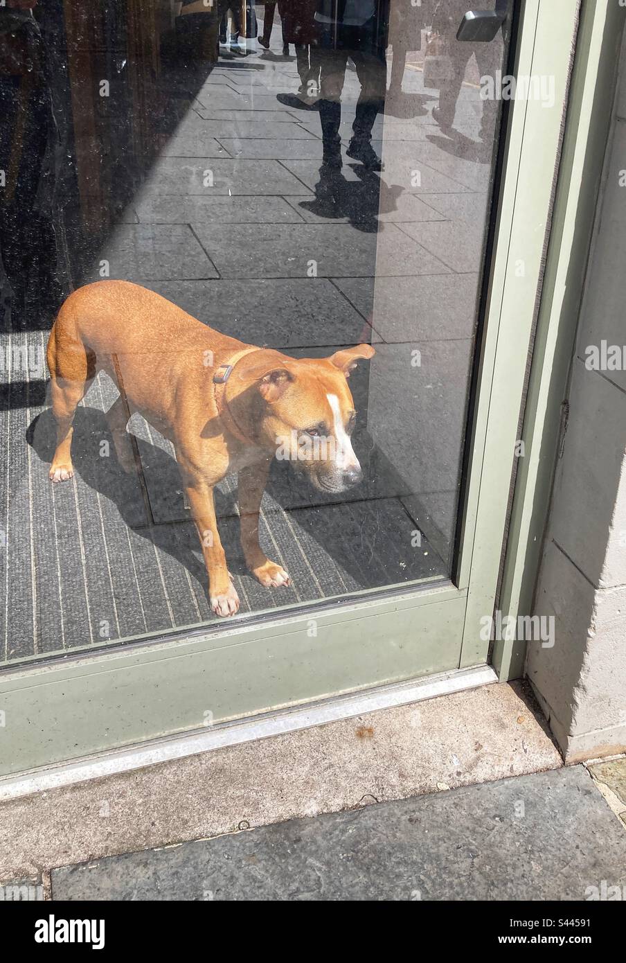 Hund drinnen mit Blick aus dem Fenster zur Straße Stockfoto