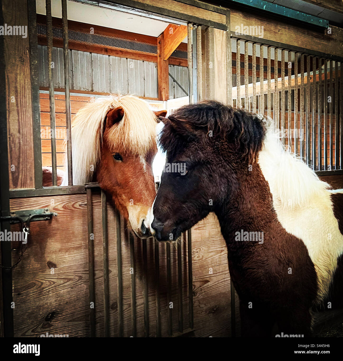 Zwei junge isländische Pferde, die sich lieben - Smartphone-aufgenommenes Stockfoto