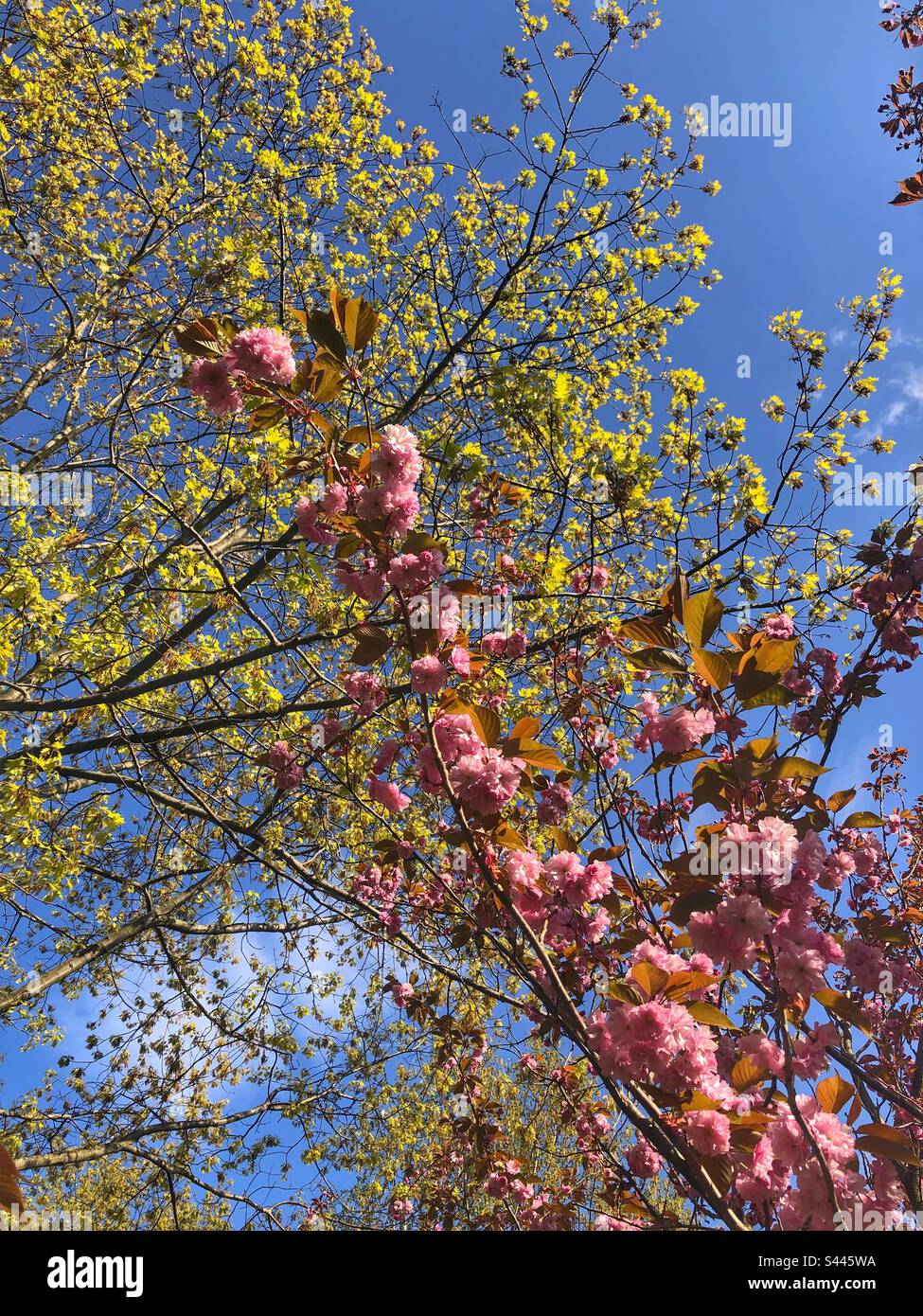 Schöne Frühlingsblüten. Stockfoto