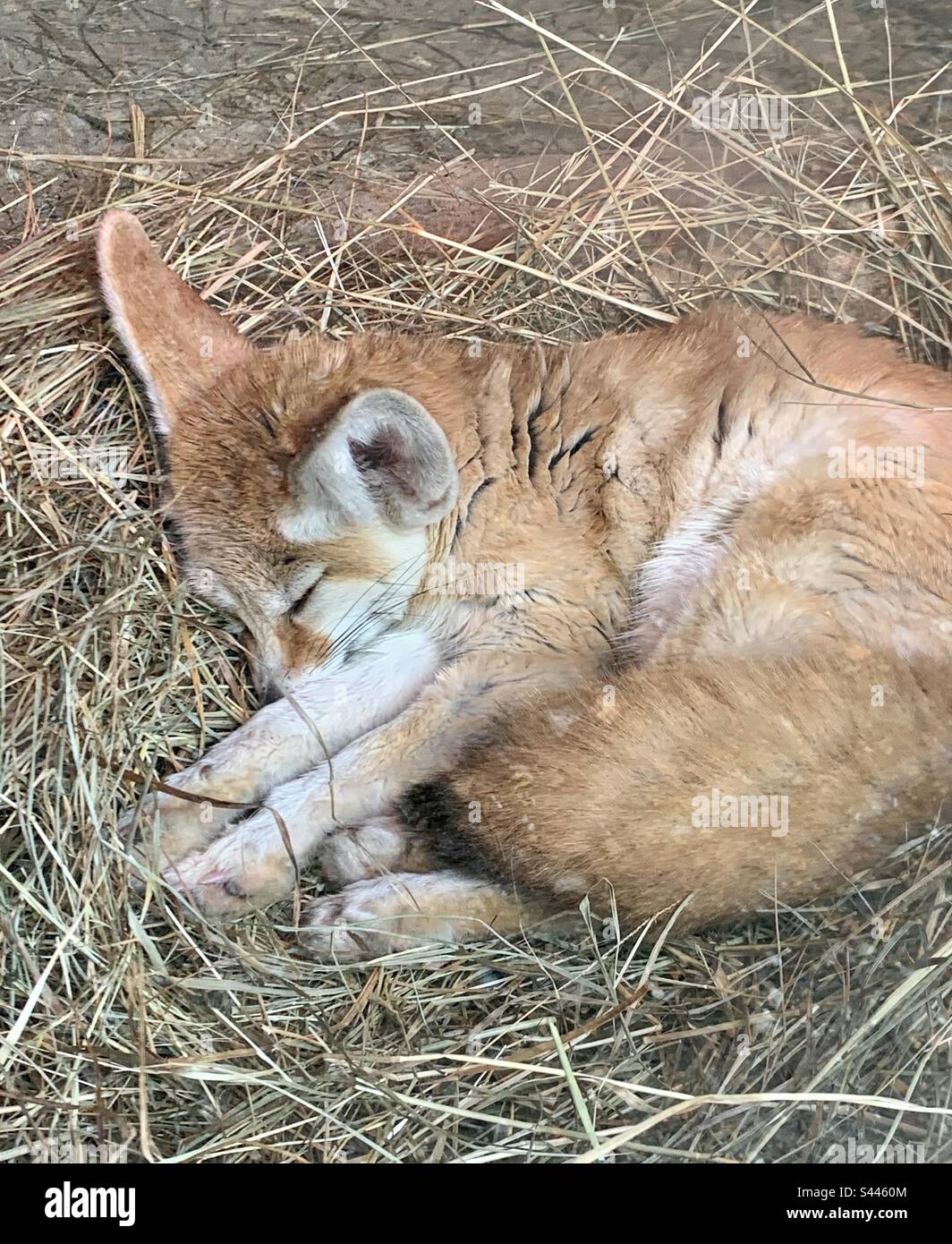 Fennek Fuchs, schlafender Fuchs, Wüstenfuchs. Stockfoto