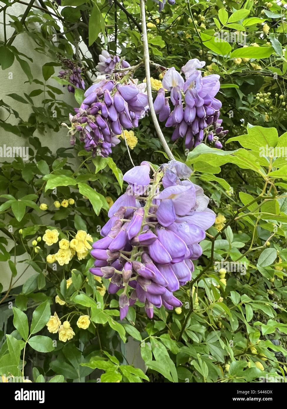 Nahaufnahme von Wisteria-Blumen und gelben Rosen im Frühling in einem englischen Cottage Stockfoto