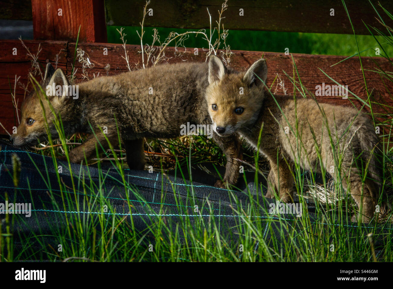 Urban Foxes: Junge Fuchsjungen spielen in einem Vorstadtgarten in Clarkston, Schottland Stockfoto